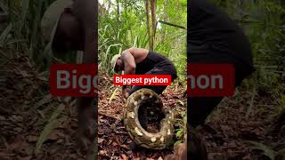 WORLDS LARGEST PYTHON. #reels #shorts #python #nigeria #fyp #adventure #animals