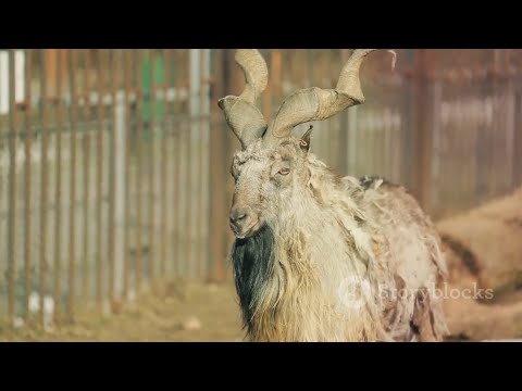 The Majestic Markhor: A Journey into the Wild