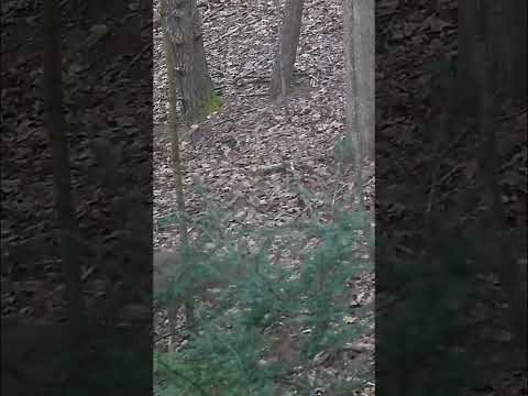 Perfect heart shot at 10 yards! #shorts #fyp #deer #deerhunting #hunting #killshot #tactacam #rifle