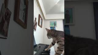 #Keyboardcat￼ #shorts😁