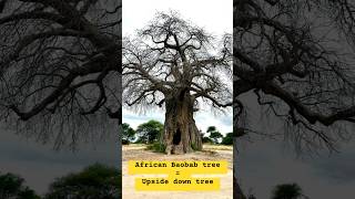 African Baobab tree - Tree of life, a symbol of endurance!! #shorts #africa #tanzania