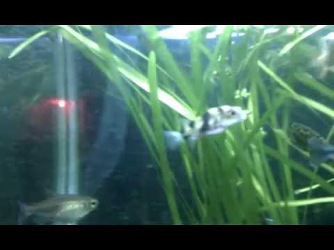 South American Puffer