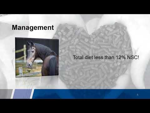 Equine Cushings Disease