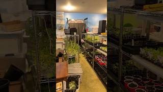 Check out this INSAINE indoor garden! #shorts #short #shortvideo #indoorgarden