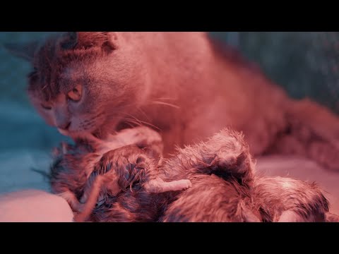 Cat Giving Birth: Cat Gives Birth To 7 Kittens