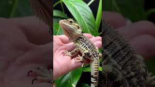 🌿 Stunning Baby Dragon: Nature’s Living Art! 🦎 #BabyLizard #ReptileLover #NatureBeauty #ExoticPet