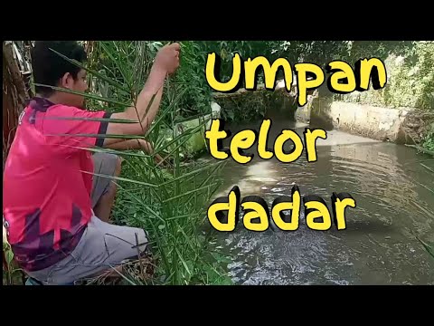 Umpa jitu ikan lele #fishing #umpanjituikanlele #umpanikan