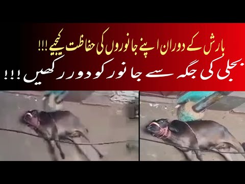 بارشوں میں اپنے جانوروں کی حفاظت کیجئے !!!۔