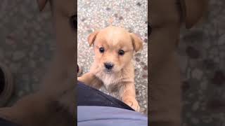 Cute Dog Baby❤️#puppylove #animal #doggy  #dog_features #goldenretriever #puppylove  #puppiesobuite