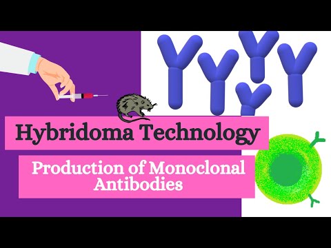 Hybridoma Technology: Production of Monoclonal Antibody | CSIR NET | GATE