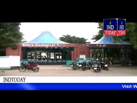Tiger escapes from enclosure Nehru Zoological Park, captured   Hyderabad Zoo,