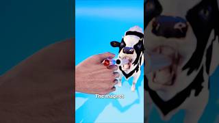 magnetic cow 💀🐄 #funny