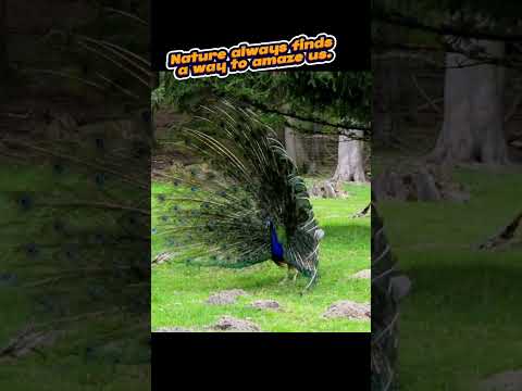 The Mesmerizing Beauty of a Peacock 🦚✨ #natureshorts #animals #nature