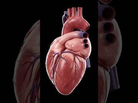 Human Heart Works