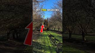 arranging tree branches neatly #technology #moderntools #manufacturing