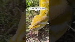 Meet Ra, the Albino Burmese Python