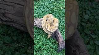 Ultramel #ultramel #albino #ballpython #python #snake #constrictors #pythons #snakemorphs #reptiles