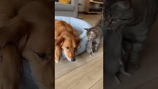 I Tried Coding… Ended Up With a Dog #shorts#youtubeShorts#coding#programming