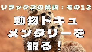動物ドキュメンタリーを観る！ #リラックスの秘訣