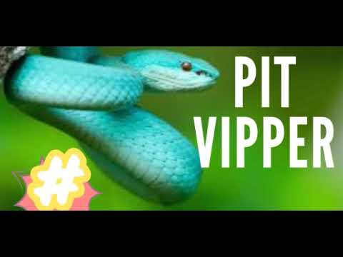 THE PIT VIPPER