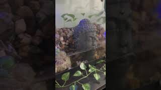 TERRARIUM ?¿? #explore #sub #familyadventure #adventure #algorithm #terrarium #life #plants