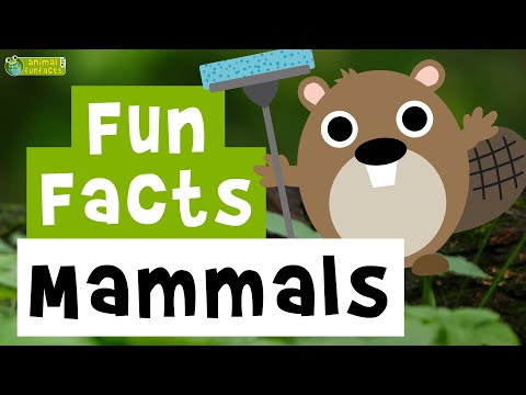 Mammals 🐨 🐬 - Cartoon Fun Facts  - Animals for Kids - Educational Video