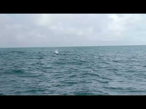 Kaikoura whale watching