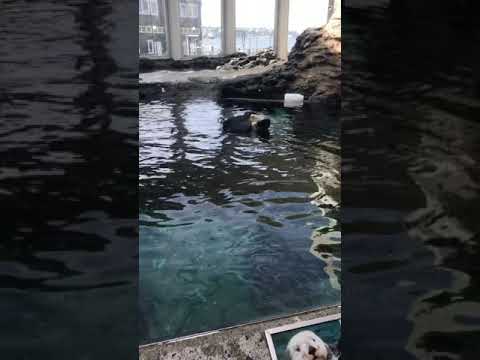 Sea otter going to town on himself