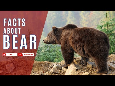 Facts About Bear | Bear Facts | Amazing facts about bears