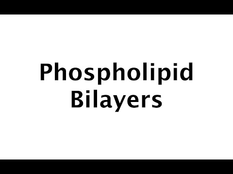 Phospholipid Bilayers (molecular aspect) (#16)