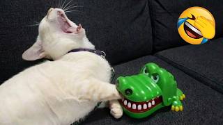Silliest CATS on Earth Act Like Comedians 😂 Funny Cat Videos 2025