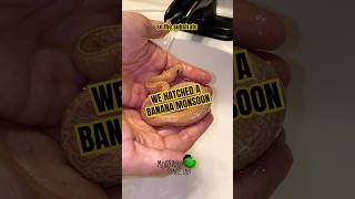 We hatched a banana monsoon! #molinarosnakelab #kearyMolinaro #excited #insane #babysnakes #shorts