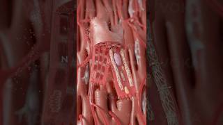 Cardiac myocyte 3D animation: the heart’s powerhouses