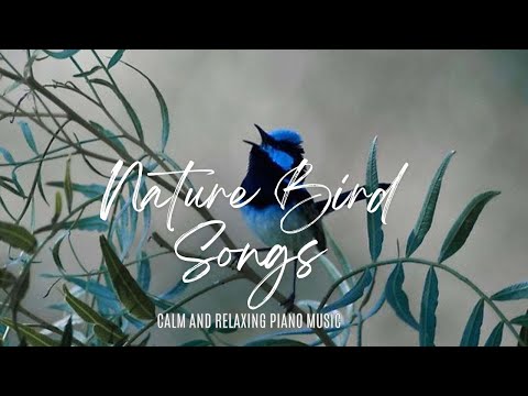Nature Birds Songs, Calm and Peaceful Playlist