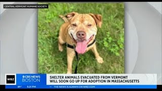 Shelter pets in danger from Vermont flooding heading to Massachusetts