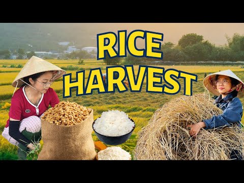 Rice planting and harvesting of vegetables I Cooking food for the farmers I Agnes Country Life