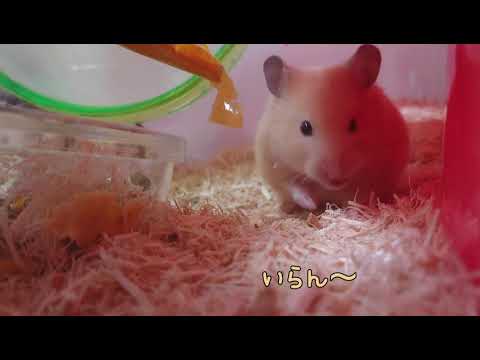 ハムピューレ(2分耐久？)