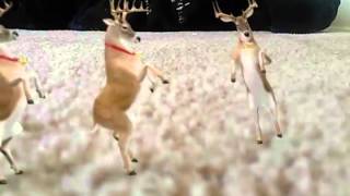 Dancing deer  video
