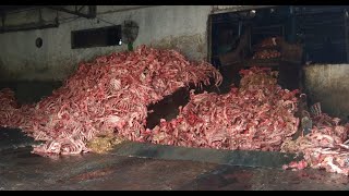 Buffalo Bone Crushing Plant. #Gel #Bone #Making