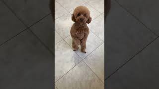 #animauxrigolos #chiendrôle #chiensdrôles #funnypets #funnydogs #funnydog
