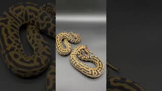 🤩🔥 #reptilelovers #ball python#pythonregius#royals