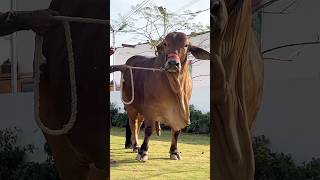 Northern Bypass Cow and Cattle Mandi 2026 Karachi The heaviest Calf in the Market #cow#bull #eid