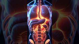 Your Stomach Can Melt Metal… But Not You?! #QuickFacts #ScienceReel #quickscience  #DrSnap