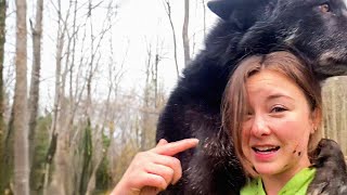 'Aggressive' wolf dog meets a good human and here's how he reacted