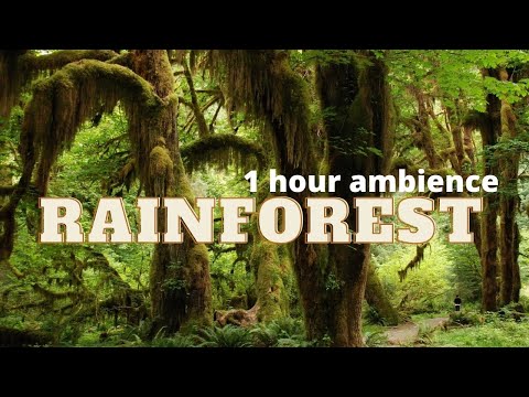 1 hour of Relaxing Ambience of Rainforest - Meditation, Sleep, Focus, Relaxation