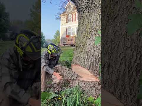 Stihl 500i cutting willow down #arborist #chainsaw #logging #stihl #shorts
