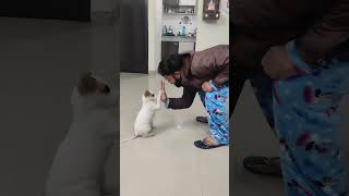 High-five 🐶 | The Dogs | #dogs #thedogs #varilshorts #shorts  #doglover #smile #thedogs85 #dog