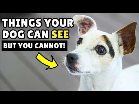 15 Things Your Dog Can See And Hear But You CANNOT