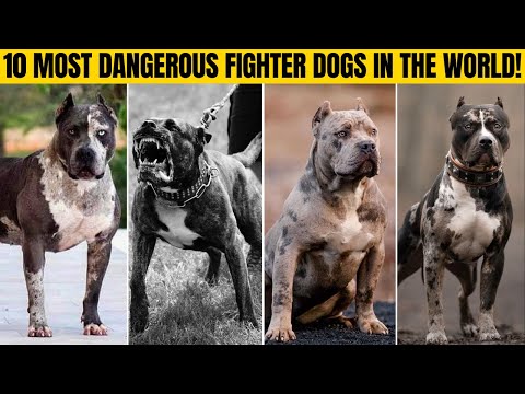 10 most dangerous fighter dogs in the world!