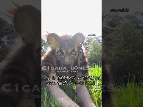 #therian #theriangear #therianthrope #therianthropy #quadrobics #shorts #viral